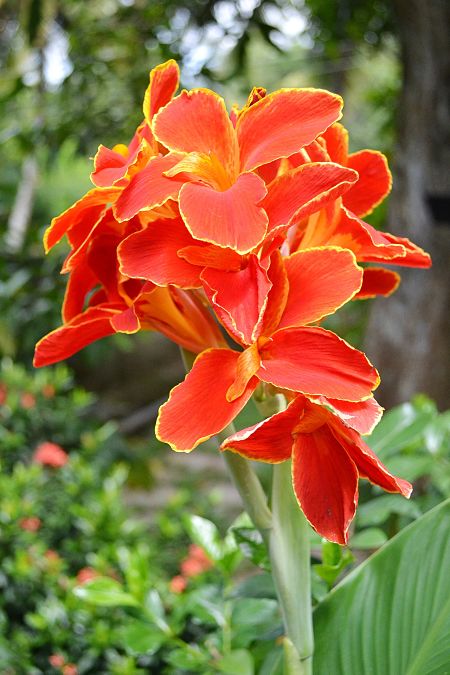 closeup of an orange canna lily