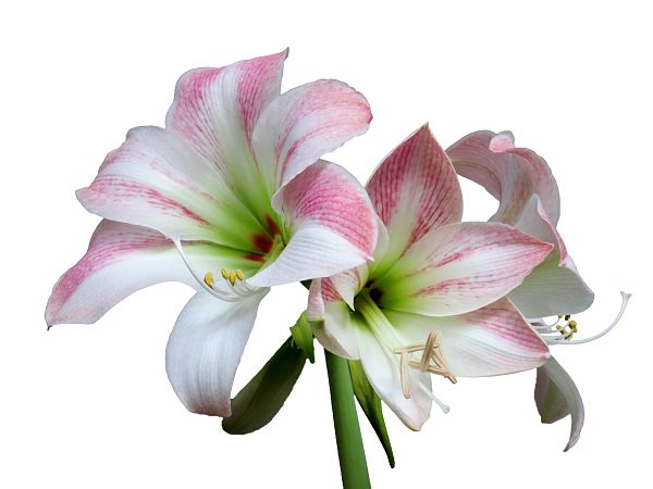 3 pink and white amaryllis flowers