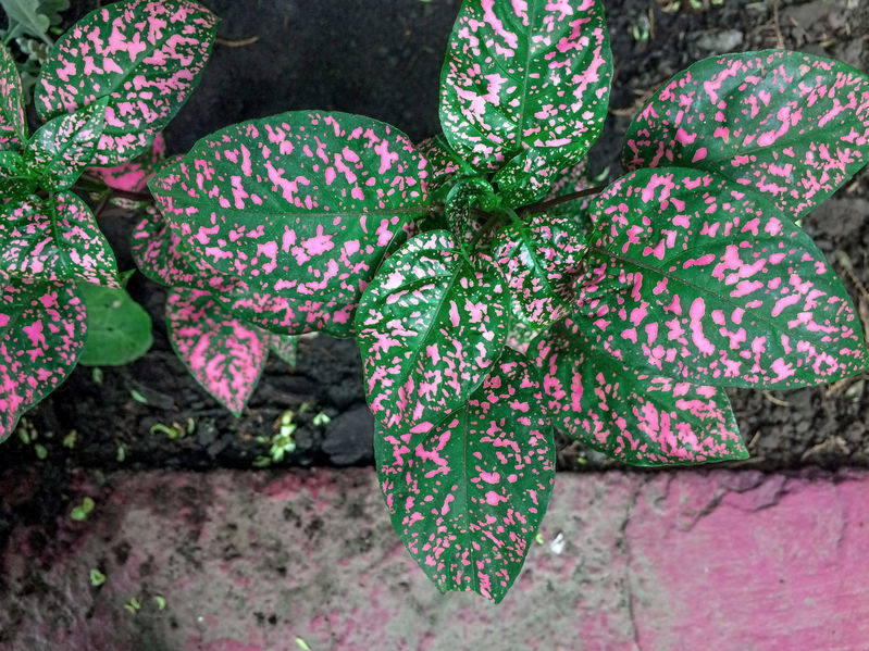 pink spotted leaves of the polka dot plant