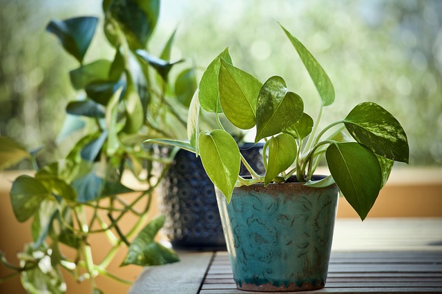 pothos plant in a blue pot