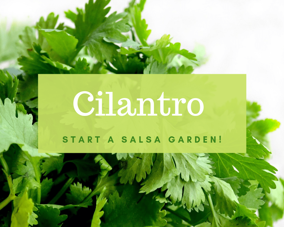 Growing cilantro indoors