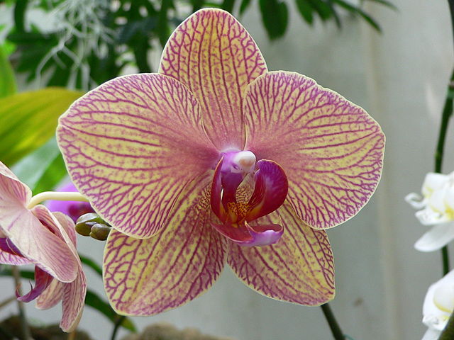 Phalaenopsis kaleidoscope orchid