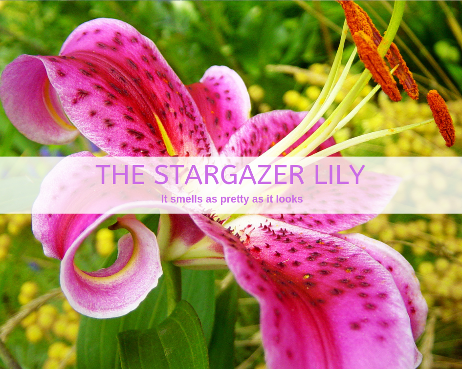 Grow Stargazer lily