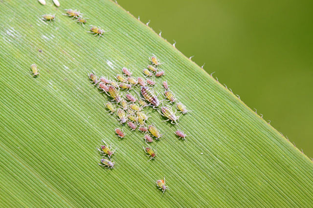 aphids clustered on a green leaf