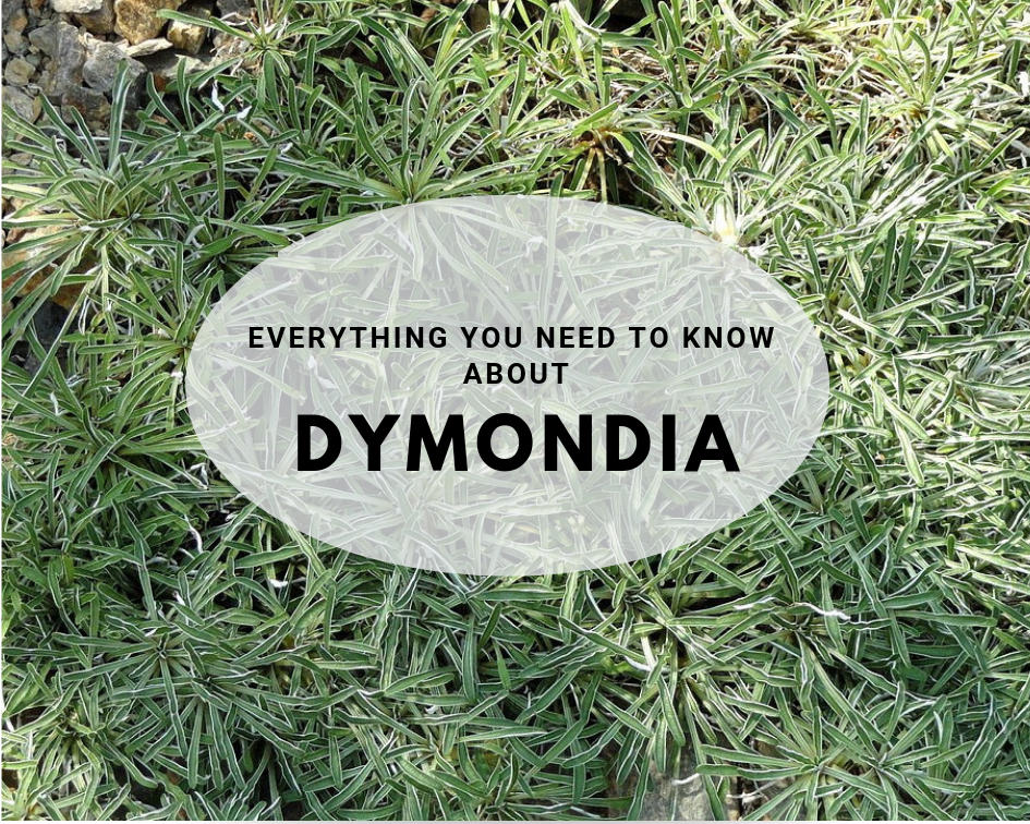 closeup of dymondia