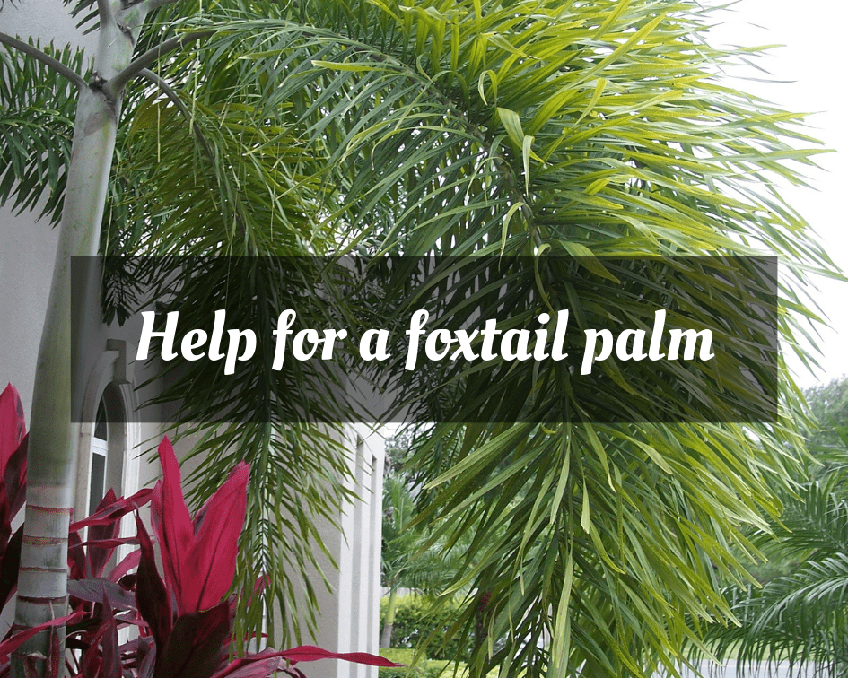 Foxtail palm tree next to a bright red ti plant