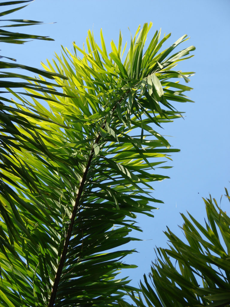 closeup of a foxtail palm front against a blue sky