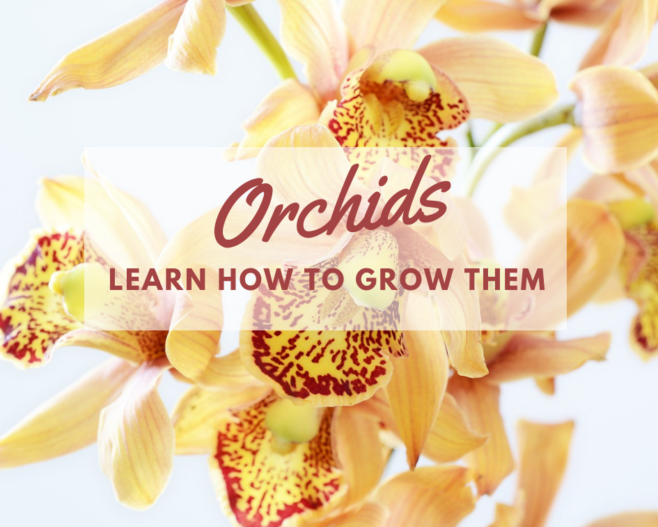 Care of orchids