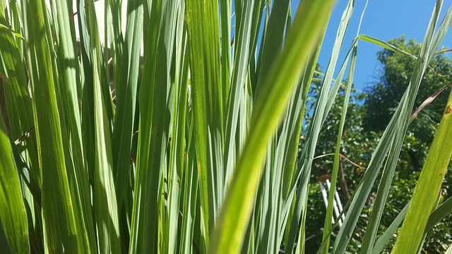 closeup of lemongrass stalks in front of blue sky