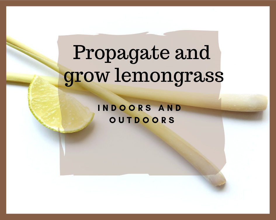 How to Grow Lemongrass, Indoors or Out