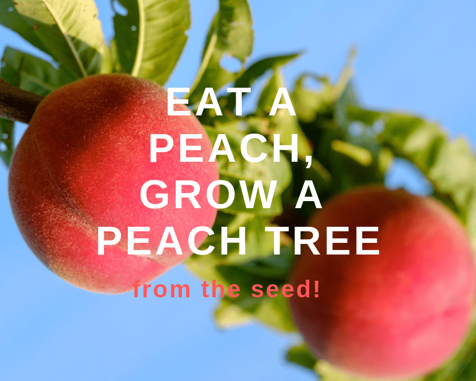 How to germinate peach seeds