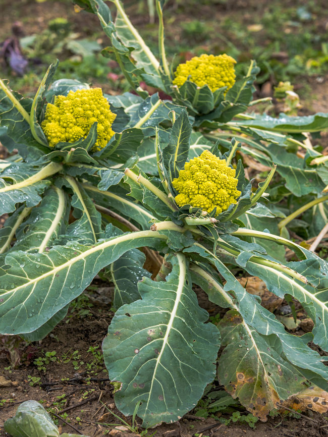 closeup of romanesco broccoli growing in a field