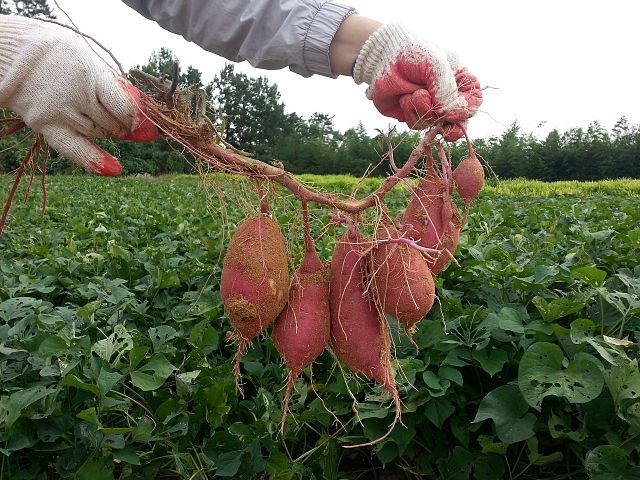 hand holding a string of sweet potatoes in a farm field