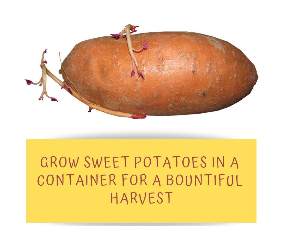 Growing sweet potatoes in containers