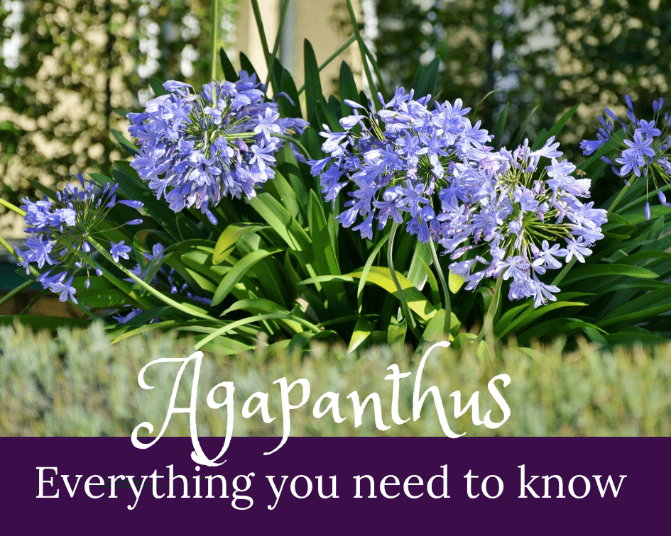 Agapanthus Lily of the Nile Care