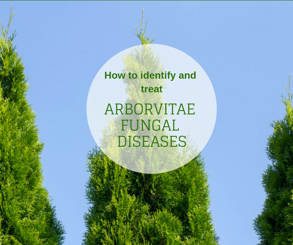 How to deal with arborvitae fungal diseases (with photos!)