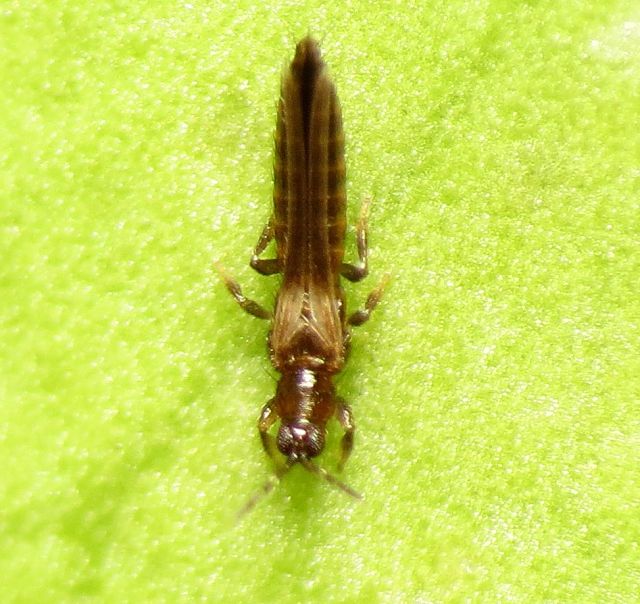 Thrips insect on a green background