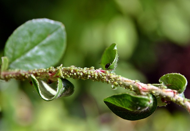 closeup of a stem with aphids covering it