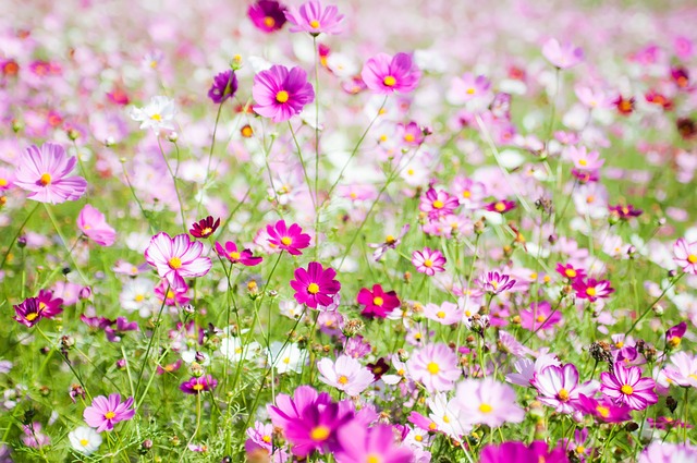 A field of different shades of pink cosmos flowers.