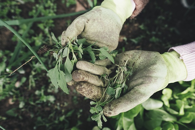 Hands in garden gloves, holding weeds