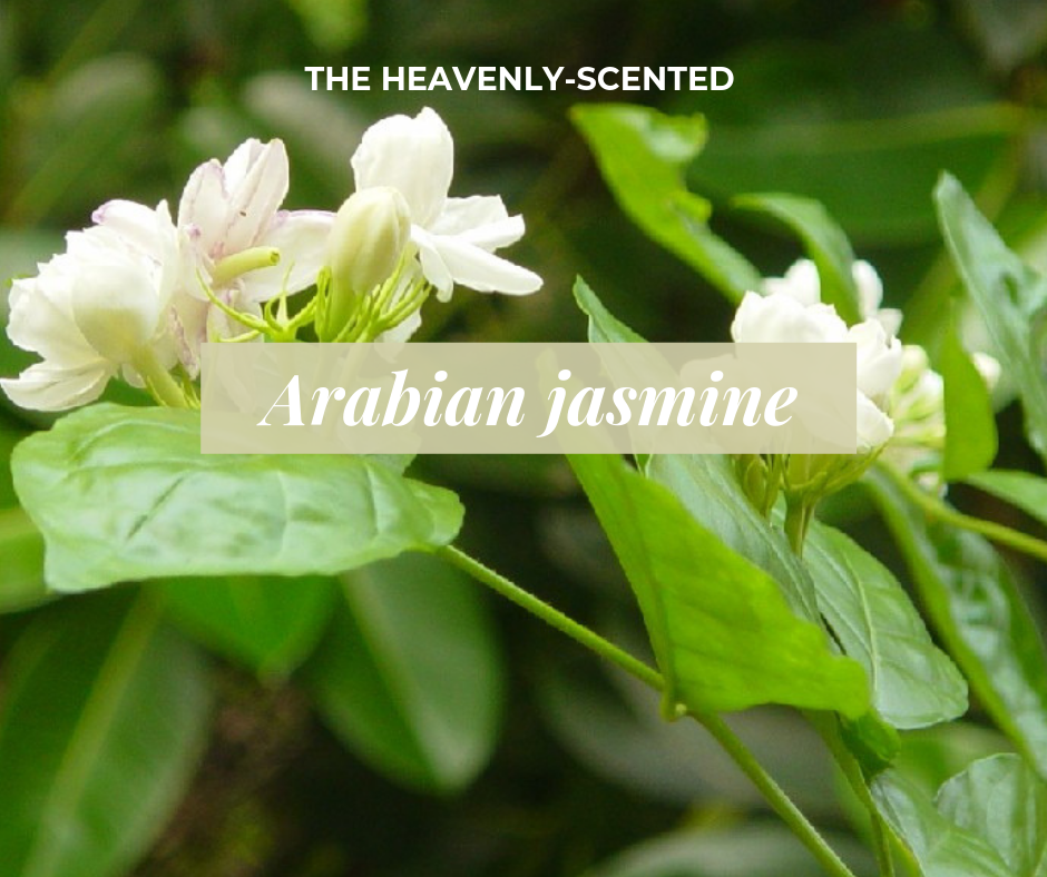 Closeup of Arabian jasmine flowers growing against green foliage