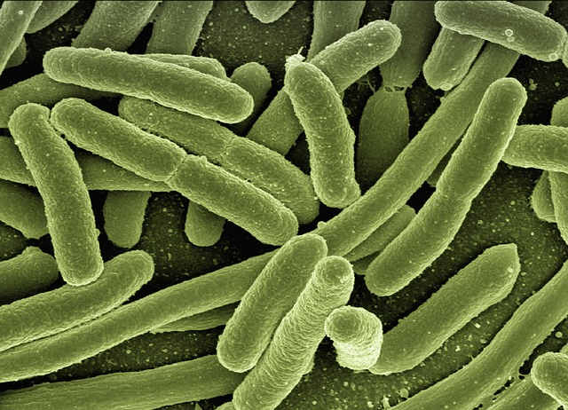 e coli bacteria as seen under a microscope