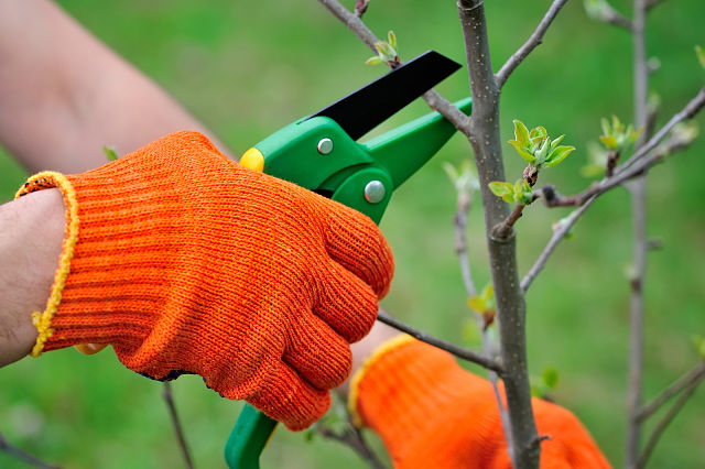 Hands in orange gloves holding green handled pruning shears against a tree branch