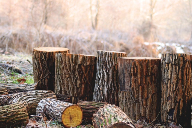 dried tree stumps