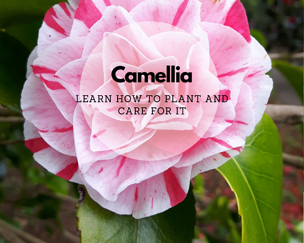 Closeup of a pink variegated camellia