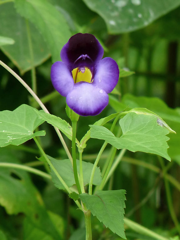 Purple torenia flower