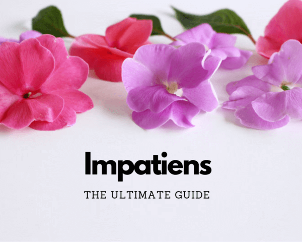 Impatiens Care Guide