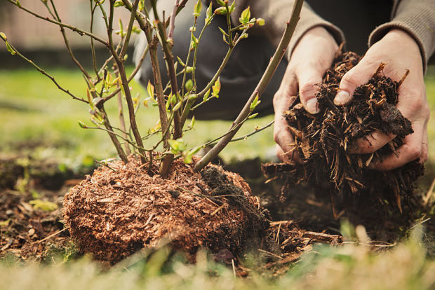 gardener planting a wisteria vine, bark mulch in the hand
