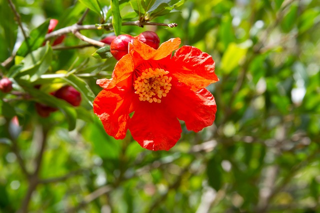 Closeup of an orange pomegranate flower with the foliage blurred in the background.