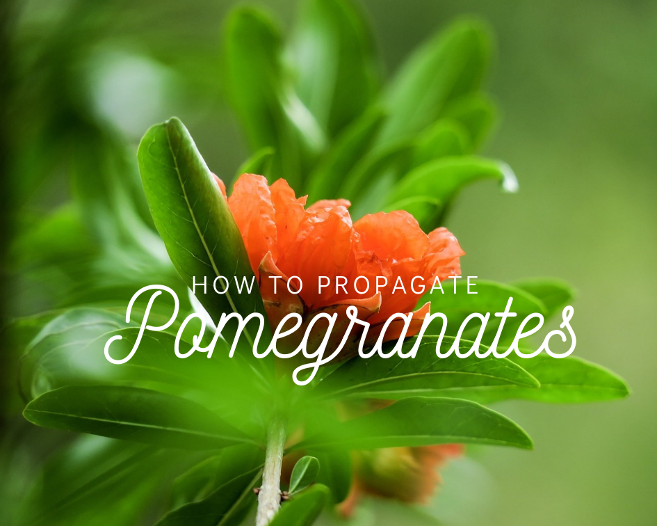 How to root pomegranate cuttings