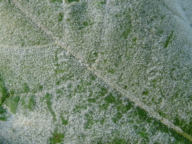 Closeup of a leaf with powdery mildew
