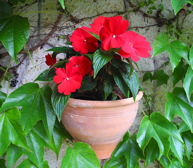 Terra Cotta pot with red impatiens