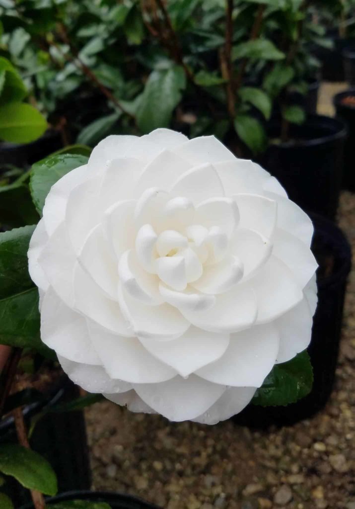 white camellia for sale