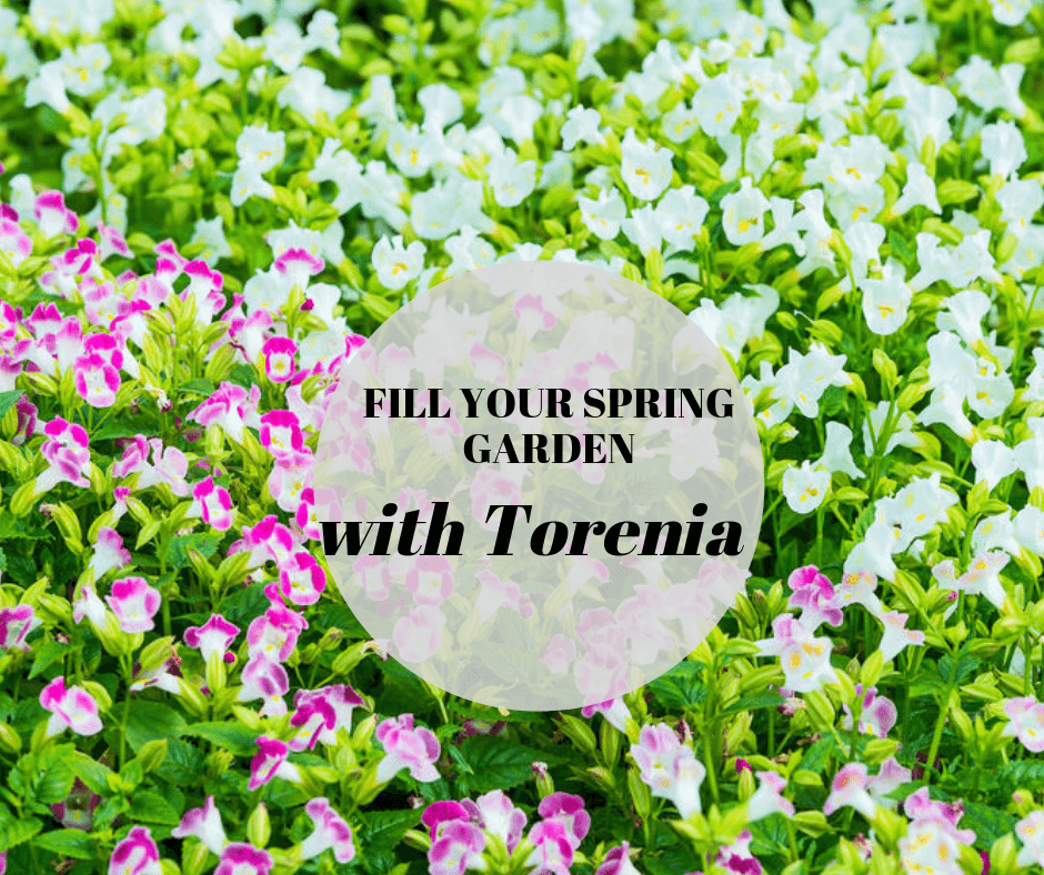 Pink and white torenia. How to care for torenia