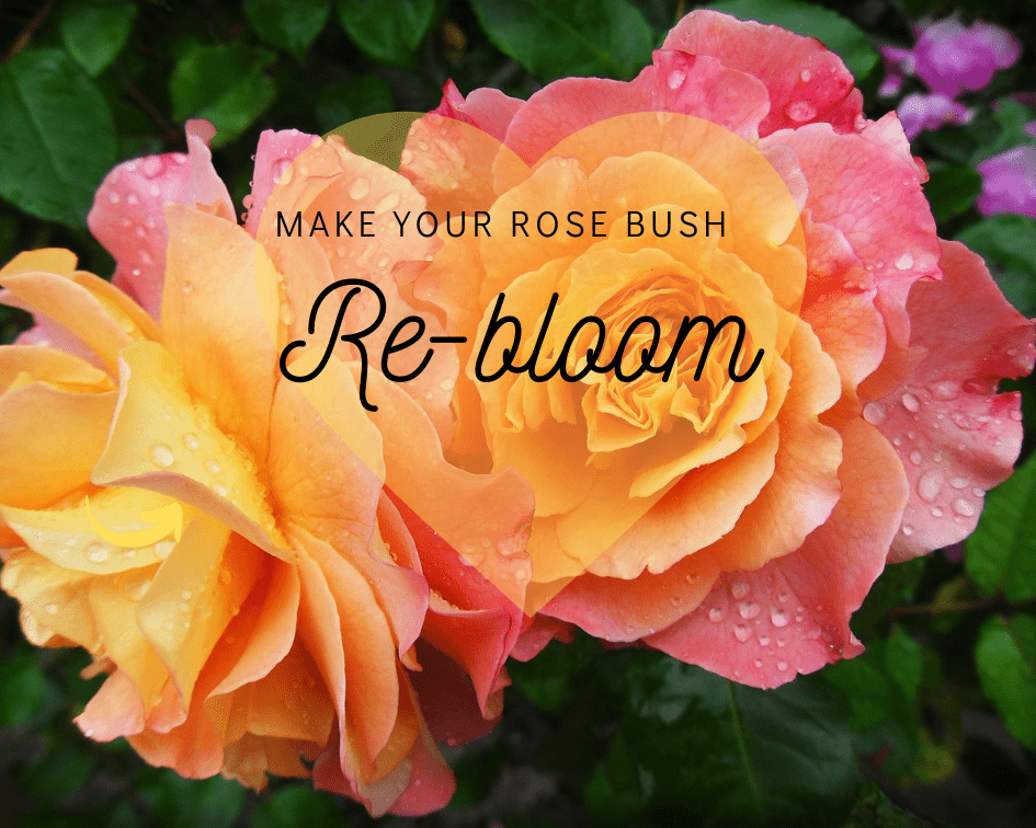 How to get a rose bush to bloom