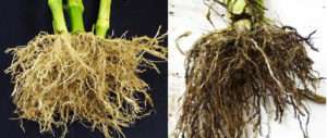 photo of healthy white roots on the left and dark, rotten roots on the right