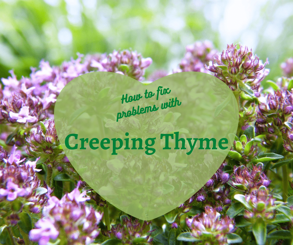 Creeping Thyme Problems