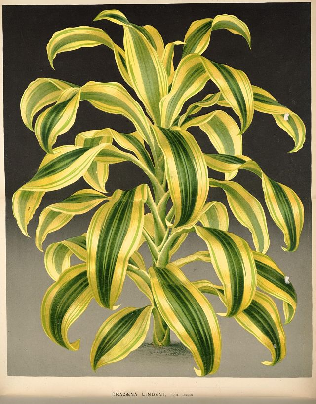 Yellow and green variegated corn plant