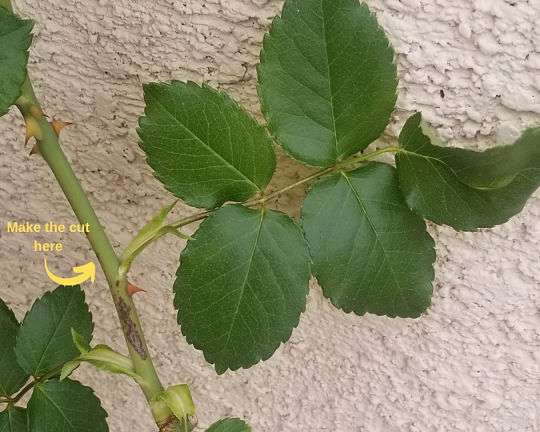 Picture of a 5-leaf cluster on a rosebush with an arrow pointing to where to make the pruning cut.