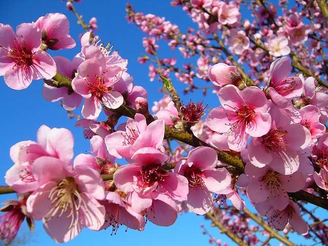 peach blossoms against a blue sky