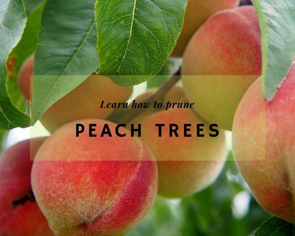 How to care for and prune peach trees