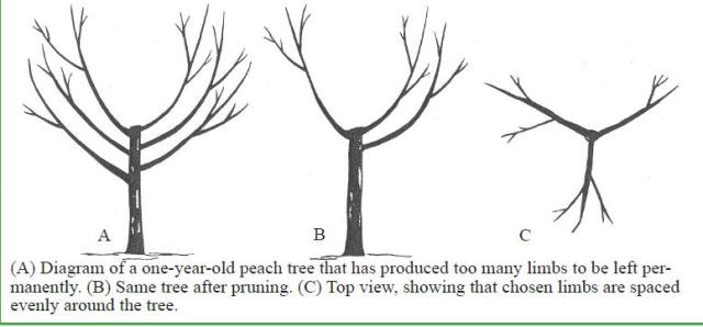 When To Prune Fig Trees Uk