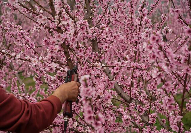 Man's hand pruning a peach tree in bloom