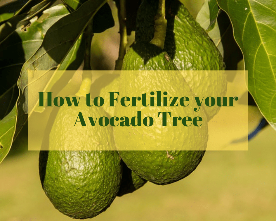 Avocado tree fertilizer