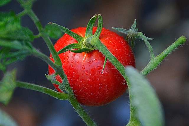 tomato with water droplets on plant