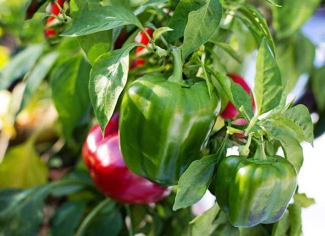 green and red bell peppers on plant